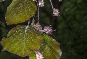 Foto Piet J. Ashouwer