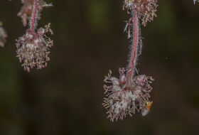 Foto Piet J. Ashouwer