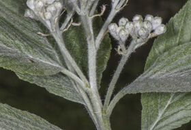 Foto Piet J. Ashouwer