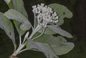 Foto Piet J. Ashouwer