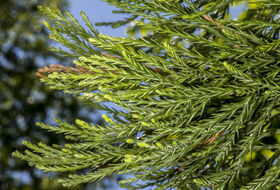 Foto Piet J. Ashouwer