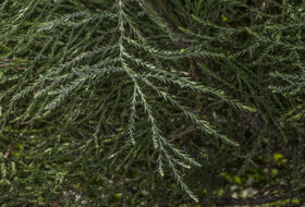 Foto Piet J. Ashouwer