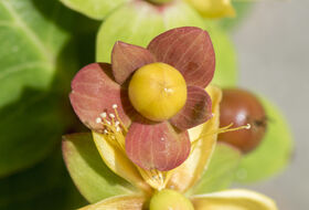 Foto Piet J. Ashouwer