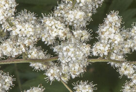 Foto Piet J. Ashouwer