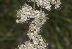 Foto Piet J. Ashouwer