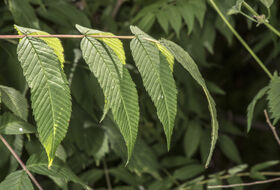 Foto Piet J. Ashouwer