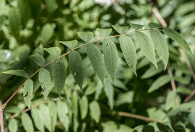 Foto Piet J. Ashouwer