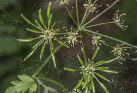 Foto Piet J. Ashouwer