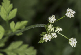 Foto Piet J. Ashouwer