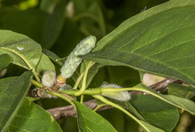 Foto Piet J. Ashouwer