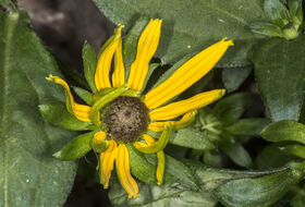Foto Piet J. Ashouwer
