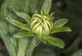 Foto Piet J. Ashouwer