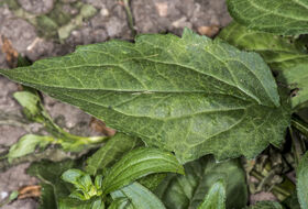 Foto Piet J. Ashouwer