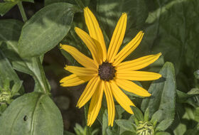 Foto Piet J. Ashouwer
