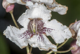 Foto Piet J. Ashouwer