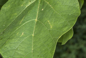 Foto Piet J. Ashouwer