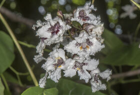 Foto Piet J. Ashouwer