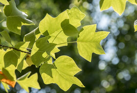 Foto Piet J. Ashouwer