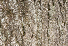 Foto Piet J. Ashouwer