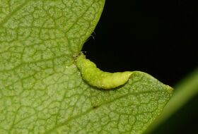 Foto Hans Jonkman