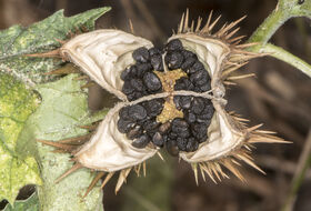 Foto Piet J. Ashouwer