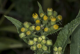 Foto Piet J. Ashouwer