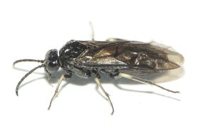 Foto Dick Belgers