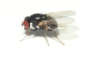 Foto Dick Belgers