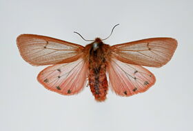 Foto Ab H. Baas