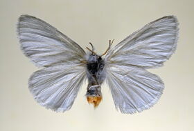 Foto Ab H. Baas
