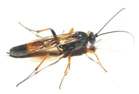 Foto Dick Belgers