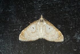 Foto Louis Westgeest
