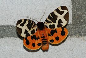 Foto Louis Westgeest