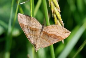 Foto Louis Westgeest