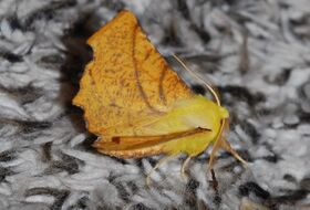 Foto Louis Westgeest