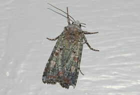 Foto Louis Westgeest
