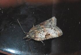 Foto Louis Westgeest