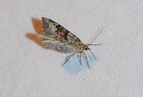 Foto Louis Westgeest