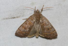 Foto Louis Westgeest