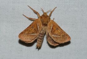 Foto Louis Westgeest