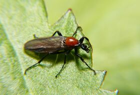 Foto Dick Belgers