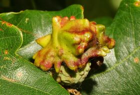 Foto Hans Jonkman