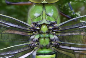 Foto Ab H. Baas