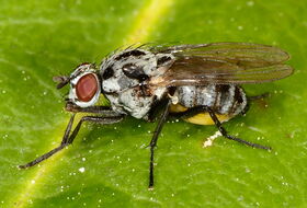 Foto Ab H. Baas