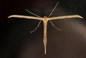 Foto Ab H. Baas
