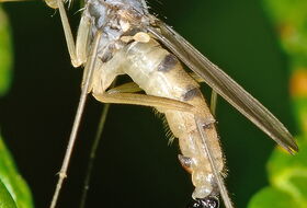 Foto Ab H. Baas