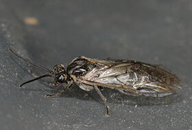 Foto Ab H. Baas