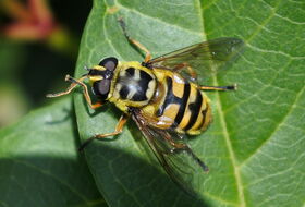 Foto Ab H. Baas