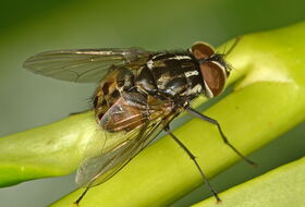 Foto Ab H. Baas