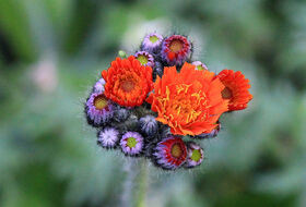 Foto Annemieke Hoozemans